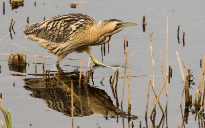 Wat zijn dit toch prachtige vogels, als ze zich zo behoedzaam bewegen. Deze kwam eventjes een kijkje nemen, op een open stukje, en verdween weer in de rietkraag...