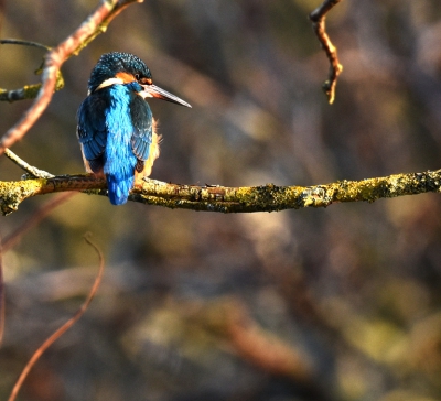 Voor de afbeelding was een flinke crop nodig om door de wirwar van takken, tot een redelijke compositie te komen van deze prachtige vogel