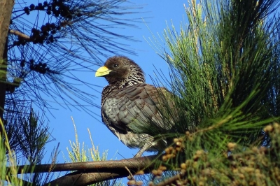 Zaten met zijn tween een tijdje in een hoge naaldboom.
Tegenwoordig kan ik de meeste vogels zelf al identificeren, maar deze ontgaat me, omdat ik hem niet echt in een groep plaatsen kan. Bedankt alvast voor de hulp.