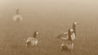 In verband met de dichte mist van hedenmorgen moesten
alle vluchten van BGA (Barnacle Goose Air) aan de grond blijven.
Inkomende vluchten werden omgeleid naar andere weilanden.
Alle brandgangen in de omliggende bossen waren eveneens gesloten. De brandweer meldde geen calamiteiten.

Wel schreeuwden gedupeerden (boeren) moord en brand, dat terwijl ze zelf ook niet brandschoon zijn.
Bij de aanblik van brandganzen zijn ze al snel aangebrand.
Over deze brandende kwestie zal een brandbrief worden verzonden. Of ze daarmee uit brand zijn, is twijfelachtig.

De brandganzen zelf keken alsof ze water zagen branden!

***   ***   ***