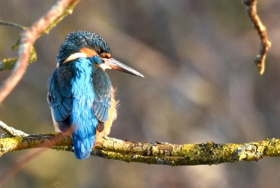 Voor deze afbeelding was een flinke crop nodig om door de wirwar van takken, tot een redelijke compositie te komen van deze prachtige vogel