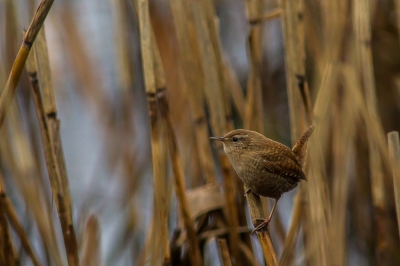 Deze nieuwsgierige winterkoning kwam een kijkje nemen bij me, hij vroeg zich blijkbaar af welke idioot er met zo een weer gaat fotograferen!

Ik ben er wel blij me :)