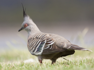 Deze duif vond ik wel heel speciaal. Ik was met vakantie in Australi. Vlak voordat ik naar Walvissen ging kijken. De duif zat op het terrein van de camping. Al tijgerend steeds een stukje verder. Het was een bewolkte dag.
Zelf vind ik de foto aardig geslaagd en is een vogel, die je hier in Nederland niet tegenkomt. Daarom plaats ik hem