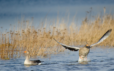 Op zoek naar de IJsduiker die maar niet dichterbij wilde komen. En plotseling een paar honden die er voor zorgen dat ook de grauwe ganzen er van door gaan. Sinds deze herfst de focus weer op vogels en een oude Nikon 500 mm F4 P aangeschaft, lekker hoor....