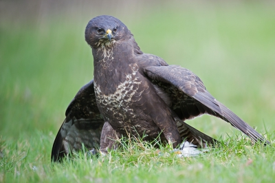 <i class='fa fa-user'></i>&nbsp;Luc Meert&nbsp;|   Buizerd&nbsp; <i class='fa fa-eye'>&nbsp;730</i> &nbsp;<i class='fa fa-thumbs-up'>&nbsp;2</i> &nbsp; <i class='fa fa-comment-o'>&nbsp;7</i>