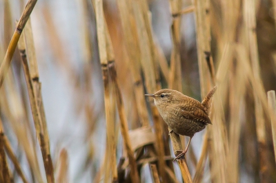 Deze nieuwsgierige winterkoning kwam een kijkje nemen bij me, hij vroeg zich blijkbaar af welke idioot er met zo een weer gaat fotograferen!