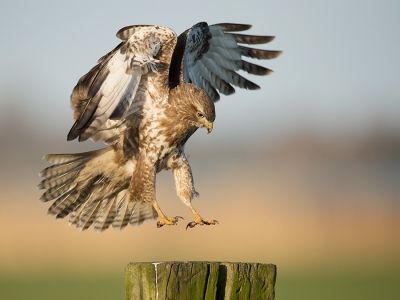 <i class='fa fa-user'></i>&nbsp;Wilfried Solarz&nbsp;|   Buizerd&nbsp; <i class='fa fa-eye'>&nbsp;472</i> &nbsp;<i class='fa fa-thumbs-up'>&nbsp;7</i> &nbsp; <i class='fa fa-comment-o'>&nbsp;11</i>