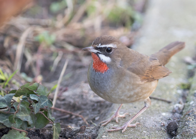 Ja hoor, na even zoeken en vragen aan een paar mensen in de buurt, zag ik dit mooie vogeltje zitten, hij kwam zelfs mijn richting uit gelopen, schitterend wat een mooie kleuren heeft dit vogeltje.