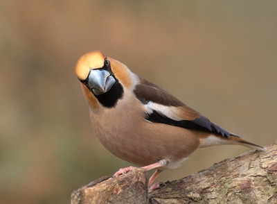 De appelvink man keek nieuwsgierig mijn richting uit zodoende kon ik hem vastleggen in deze alerte houding.