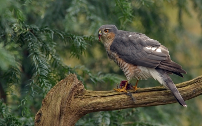 <i class='fa fa-user'></i>&nbsp;Boudewijn Schreiner&nbsp;|   Sperwer&nbsp; <i class='fa fa-eye'>&nbsp;644</i> &nbsp;<i class='fa fa-thumbs-up'>&nbsp;15</i> &nbsp; <i class='fa fa-comment-o'>&nbsp;17</i>