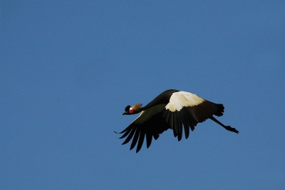 <i class='fa fa-user'></i> Manus | Zwarte Kroonkraanvogel  <i class='fa fa-eye'> 449</i>   <i class='fa fa-comment-o'> 0</i>
