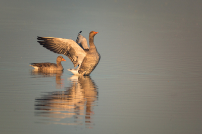 Grauwe Gans, genomen bij de Oostvaardersplassen in het prachtige zonlicht van oktober, net toen de mist verdween 's morgens rond een uur of acht. De zon maakt ze haast goud van kleur terwijl ze zwommen in een van de plassen.