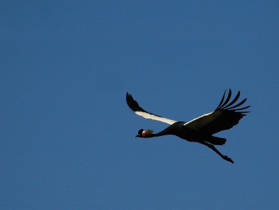 <i class='fa fa-user'></i> Manus | Zwarte Kroonkraanvogel  <i class='fa fa-eye'> 444</i>   <i class='fa fa-comment-o'> 1</i>