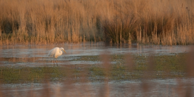 <i class='fa fa-user'></i>&nbsp;Annie Keizer&nbsp;|   Grote Zilverreiger&nbsp; <i class='fa fa-eye'>&nbsp;278</i> &nbsp; <i class='fa fa-comment-o'>&nbsp;4</i>