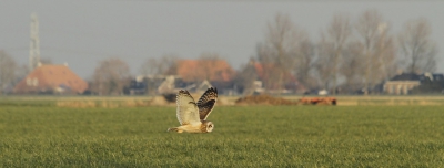 <i class='fa fa-user'></i>&nbsp;Fons Hoiting&nbsp;|   Velduil&nbsp; <i class='fa fa-eye'>&nbsp;547</i> &nbsp;<i class='fa fa-thumbs-up'>&nbsp;3</i> &nbsp; <i class='fa fa-comment-o'>&nbsp;14</i>