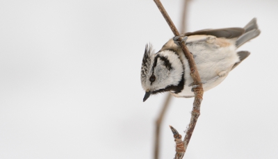 In Finland kan je op plekken waar voedsel beschikbaar is grote groepen vogels vinden. De samenstelling van soorten verschilt per locatie. Een locatie waar ik woensdag naar toe was gegaan stond bekend omdat er dit jaar 3 Taigagaaien aanwezig zijn maar die waren er jammer genoeg op woensdag niet. In de plaats daarvan waren er een stuk of 7-8 kuifmezen en een zelfde aantal aan matkoppen. Ik heb een hele tijd zitten wachten tot dat een vogel eindelijk op dit stokje kwam zitten aangezien ik het een zeer fotogeniek plekje vond. De achtegrond is trouwens sneeuw :P.