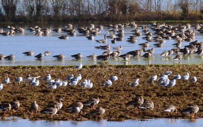 Leger te water

Met het warme middaglicht in de rug
kruipt de rivier naar lager oord
langs slapende kerktorens waar de klokken
de tijd vergeten. Akkers en velden
geven zich gewonnen.

water deelt het geroofde land in lagen
een oprukkend leger wacht op een sein
de richting is bepaald, de rijen gesloten
het wachten is op de schemer die
tactiek en beweging verhullen moet

commandos  en bevelen glijden 
met de stroom naar een nieuwe kringloop
terwijl de vijand uitblijft schrijft 
de invallende stilte een overwinning bij.

***   ***   ***