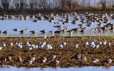 Leger te water

Met het warme middaglicht in de rug
kruipt de rivier naar lager oord
langs slapende kerktorens waar de klokken
de tijd vergeten. Akkers en velden
geven zich gewonnen.

water deelt het geroofde land in lagen
een oprukkend leger wacht op een sein
de richting is bepaald, de rijen gesloten
het wachten is op de schemer die
tactiek en beweging verhullen moet

commandos  en bevelen glijden 
met de stroom naar een nieuwe kringloop
terwijl de vijand uitblijft schrijft 
de invallende stilte een overwinning bij.

***   ***   ***