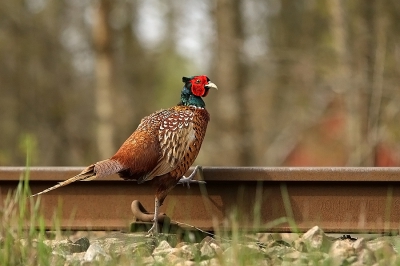 Op weg naar een van de vele meren, zagen we onderweg bij een spoorrail deze fazant lopen.