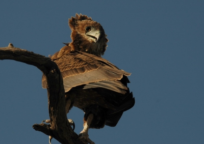 <i class='fa fa-user'></i> Detlef | Bateleur  <i class='fa fa-eye'> 539</i>   <i class='fa fa-comment-o'> 0</i>