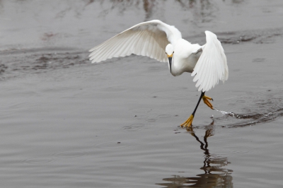 <i class='fa fa-user'></i>&nbsp;Wilfred Marissen&nbsp;|   Amerikaanse Kleine Zilverreiger&nbsp; <i class='fa fa-eye'>&nbsp;365</i> &nbsp; <i class='fa fa-comment-o'>&nbsp;4</i>