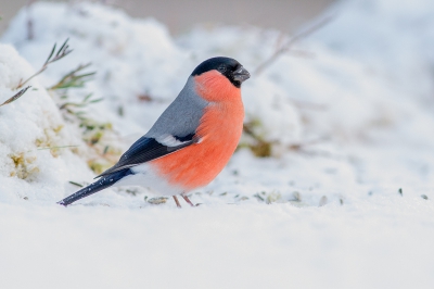 De dagen in Zweden kan ik mij nog goed herinneren, prachtig om de steenarend te zien en diverse kleine vogeltjes en  s'nachts  denken dat er iemand met een zaklantaarn in de camper schijnt en dan s' morgens bedenken dat het wel eens het noorderlicht geweest kan zijn.