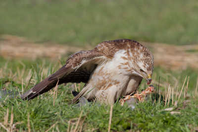 De reiger is al helemaal gesloopt door meerdere buizerds toch zit er nog een heleboel vlees aan, toen ik aankwam waren hier 4 buizerds mee bezig.
