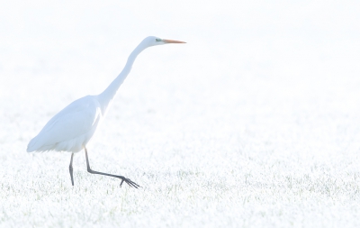 <i class='fa fa-user'></i>&nbsp;Johan Scholtens&nbsp;|   Grote Zilverreiger&nbsp; <i class='fa fa-eye'>&nbsp;383</i> &nbsp; <i class='fa fa-comment-o'>&nbsp;7</i>