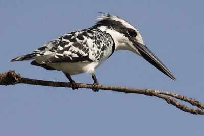 <i class='fa fa-user'></i> Kees de Jager | Bonte IJsvogel  <i class='fa fa-eye'> 524</i>   <i class='fa fa-comment-o'> 6</i>