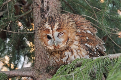 I found this bird resting near the village in a small spruce wood. Owl was present in the area for a longer time.