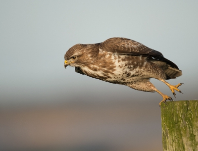 <i class='fa fa-user'></i>&nbsp;Wilfried Solarz&nbsp;|   Buizerd&nbsp; <i class='fa fa-eye'>&nbsp;510</i> &nbsp;<i class='fa fa-thumbs-up'>&nbsp;7</i> &nbsp; <i class='fa fa-comment-o'>&nbsp;13</i>