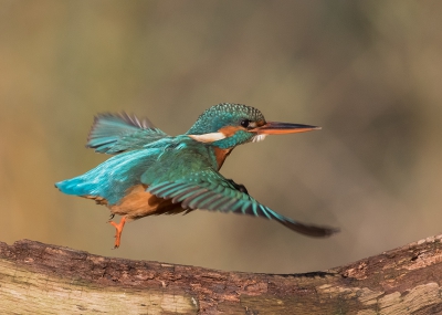 Vanaf een prachtig uitkijkpunt kunnen genieten van een paar mooie soorten en heel onverwachts kwam deze vrolijke ijsvogel langs.