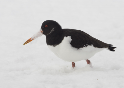 Zelzaame sneeuwbuien aan de kust zorgden voor deze opname.