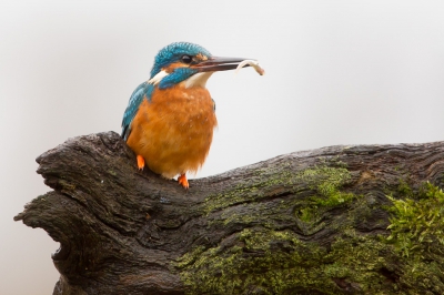 Na 2,5 uur wachten kwam het ijsvogeltje en ging hij vissen (het is een mannetje, dat kun je zien aan de zwarte snavel). Gelukkig ging hij heel dichtbij zitten nadat hij een visje had gevangen. 
groepjes van Dirk