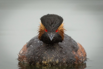 Geoorde futen zijn n van mijn favoriete onderwerpen omdat het zo'n opvallende en expressieve dieren zijn. Vorig jaar ben ik ze niet gaan fotograferen, maar dit jaar probeer ik er weer een keertje naar toe te gaan. In deze foto vind ik het blik recht in de lens de foto maken.