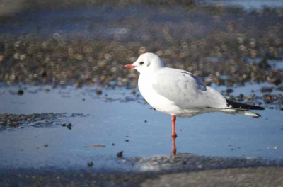 Gefotografeerd op een parkeerplateau aan de zeekant van de Brouwersdam te Ouddorp