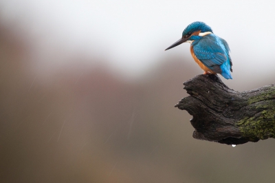 Dit is nog een foto van de ijsvogel die ik maandag kon fotograferen. Het regende, maar was niet mistig. Je ziet de regendruppeltjes vallen.
Groetjes van Dirk