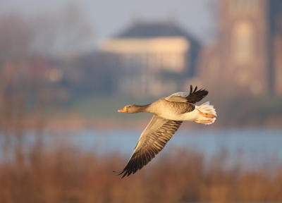 <i class='fa fa-user'></i>&nbsp;loek van de Leur&nbsp;|   Grauwe Gans&nbsp; <i class='fa fa-eye'>&nbsp;305</i> &nbsp;<i class='fa fa-thumbs-up'>&nbsp;2</i> &nbsp; <i class='fa fa-comment-o'>&nbsp;4</i>