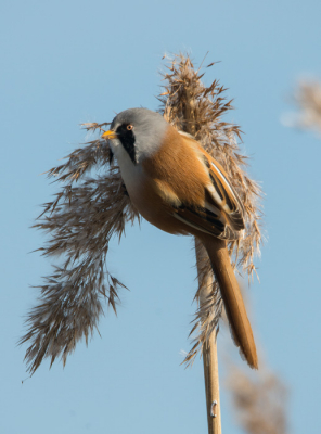De baardmannetjes op de rietpluimen.
Er stond vrij veel wind maar verder een top dag om deze mooie vogeltjes op de foto te zetten.