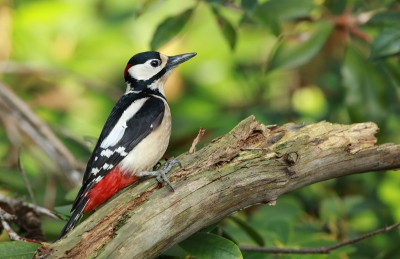 Deze grote bonte specht komt al enkele dagen naar de voederplaats. Is altijd een belefenis deze behendige vogels bezig te zien.