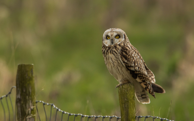 Na het Velduilen geweld uit het midden en noorden van het land kunnen wij ook in het zuiden genieten van de Velduilen.
Het is elke keer weer een geweldige ervaring en genieten om deze schitterende vogels te bewonderen.
Soms krijg je de kans om zo'n moment op de foto te zetten.

Voor meer foto's zie mijn website:
http://www.pietdepoortervogelfotografie.weebly.com/