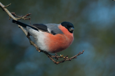 <i class='fa fa-user'></i>&nbsp;P.Teune&nbsp;|   Goudvink&nbsp; <i class='fa fa-eye'>&nbsp;567</i> &nbsp;<i class='fa fa-thumbs-up'>&nbsp;4</i> &nbsp; <i class='fa fa-comment-o'>&nbsp;23</i>