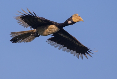 <i class='fa fa-user'></i>&nbsp;peterh50&nbsp;|   Malabarneushoornvogel&nbsp; <i class='fa fa-eye'>&nbsp;443</i> &nbsp;<i class='fa fa-thumbs-up'>&nbsp;6</i> &nbsp; <i class='fa fa-comment-o'>&nbsp;7</i>