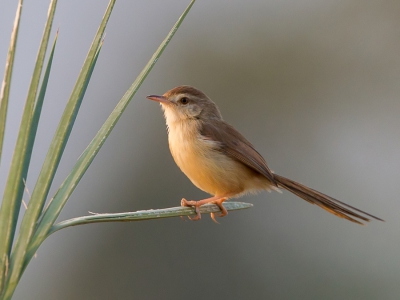 <i class='fa fa-user'></i>&nbsp;Paul van Giersbergen&nbsp;|   Witteugelprinia&nbsp; <i class='fa fa-eye'>&nbsp;402</i> &nbsp;<i class='fa fa-thumbs-up'>&nbsp;8</i> &nbsp; <i class='fa fa-comment-o'>&nbsp;11</i>