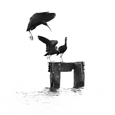 <i class='fa fa-user'></i>&nbsp;barthoekstra&nbsp;|   Zwarte Ibis&nbsp; <i class='fa fa-eye'>&nbsp;727</i> &nbsp;<i class='fa fa-thumbs-up'>&nbsp;11</i> &nbsp; <i class='fa fa-comment-o'>&nbsp;9</i>