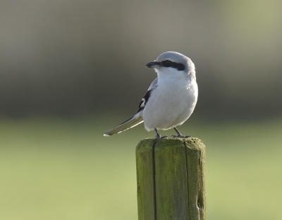 intrigerende beesten zijn het die klapeksters.  Het was ons nog nooit gelukt er aanvaardbare foto's van te maken ondanks alle inspanningen. Dankzij de tip van een vogelvriend zijn we op het goede spoor gezet en hebben we een paar dagen kunnen genieten van deze mysterieuze wintergast. Gekozen voor een min of meer tegenlichtopname.