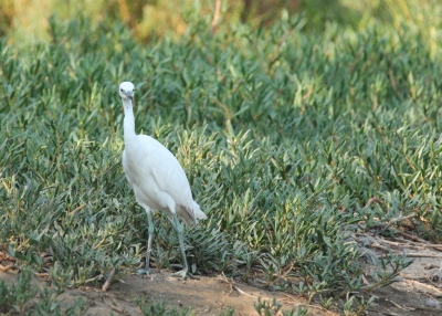 <i class='fa fa-user'></i>&nbsp;Eric van der Aa&nbsp;|   Chinese Zilverreiger&nbsp; <i class='fa fa-eye'>&nbsp;212</i> &nbsp; <i class='fa fa-comment-o'>&nbsp;1</i>