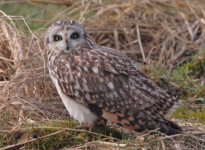 De uilen in het lauwersmeergebied lieten zich in de mist niet zien. Op weg naar huis kwam ik onverwachts deze uil tegen. Wat een vogel! Hij trok zich niets van mij zodat ik beeldvullende foto's kon maken zoals deze,  maar hij gaf me ook de gelegenheid mooie vluchtbeelden te maken.