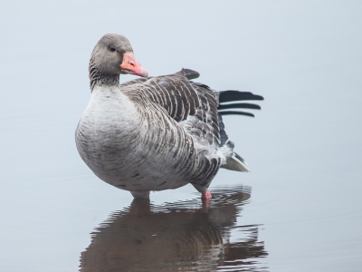 Deze is van een tijdje terug. De gans bleef mooi zitten zodat ik hem vanaf de kant kon fotograferen.