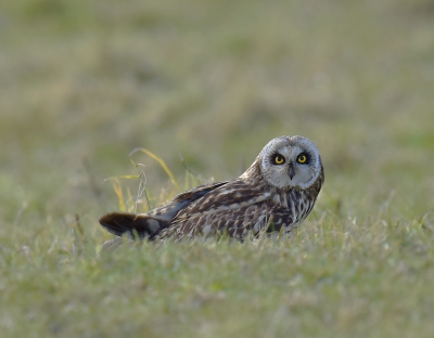 Het laat je niet onberoerd als deze mascara- ogen je aankijken, dat kan ik je verzekeren. De uil sloeg een muis vlakbij ons. Die was in twee happen weg. Een zinderend moment in een voorstelling van 6 uur.

foto van Willy